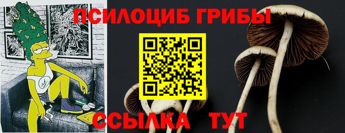 Подольск  Галлюциногенные грибы Cubensis  Вход с VPN  Псилоцибиновые грибы MAGIC MUSHROOMS 